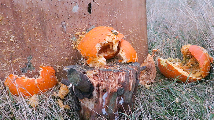 Smashed pumpkins