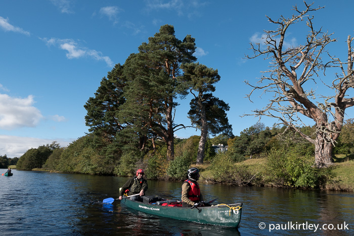 A common feature along most of the length of the river are Scots Pine, Pinus Sylvestris. Photo: Paul Kirtley