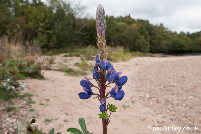 On closer inspection, one specimen still had flowers. They confirmed, like the broom growing nearby, that this was in the Fabaceae (pea/legume) family and indeed the species Lupin perennis. Photo: Paul Kirtley 