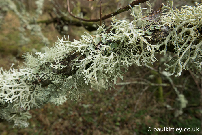 Lichens seem to particularly like the long thin branches of bird cherry. If dry enough these lichen species make an OK fire-lighter. Photo: Paul Kirtley
