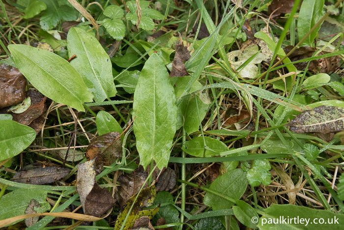 Common sorrel leaves