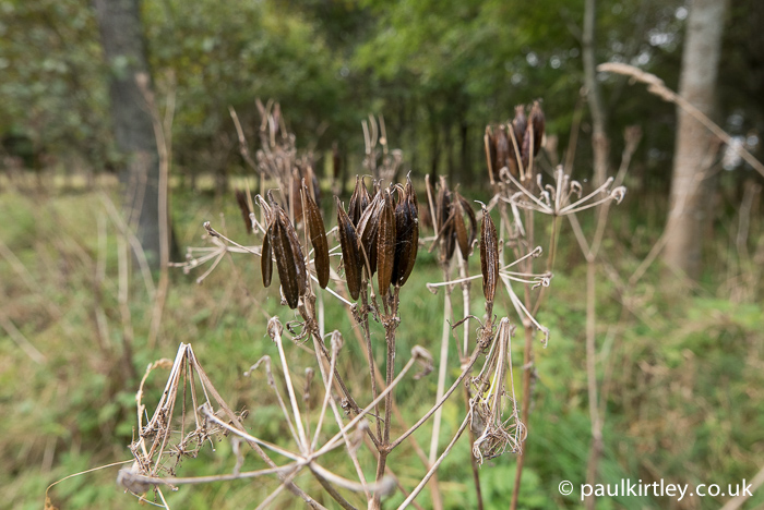 Seeds of Sweet Cicely