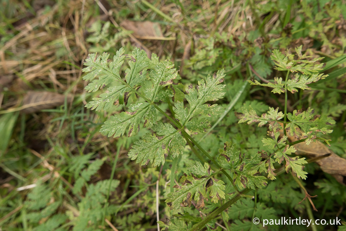 Leaves of sweet cicely