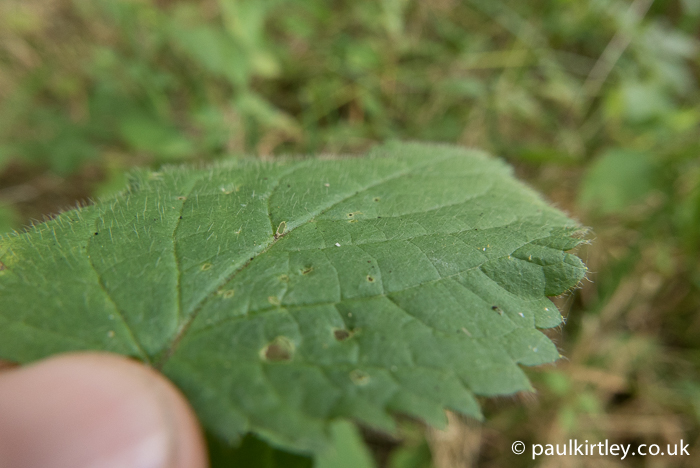 Looking closely at the leaves you can see the similarity with stinging nettle as well as how hirsute these leaves are. Photo: Paul Kirtley