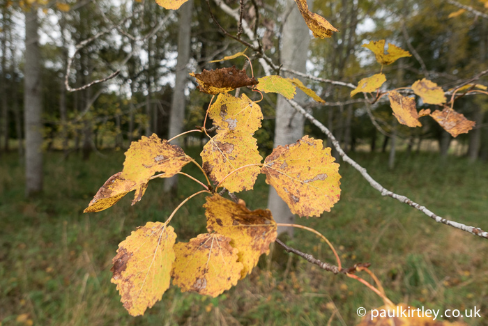 Yet more aspen, Populus tremula, in this area.  Here you can see more leaf detail as well as the lovely autumn colours coming through. Photo: Paul Kirtley