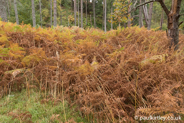 Literally day-by-day the bracken was turning from green to yellow to brown.  Photo: Paul Kirtley