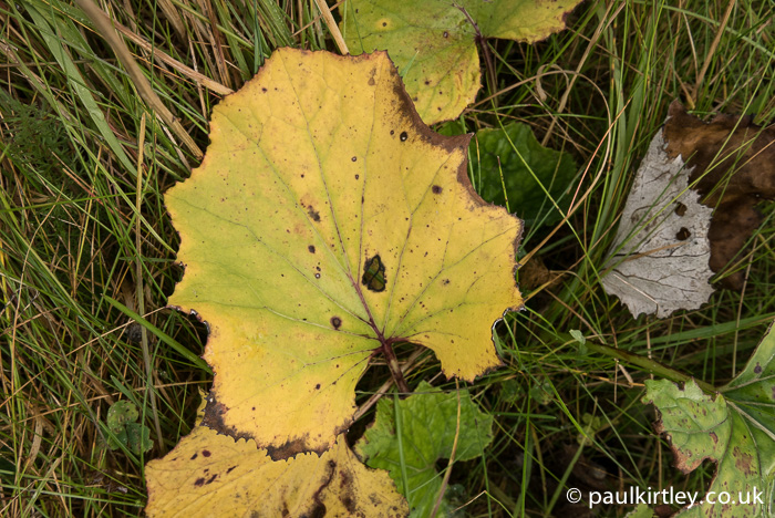 Another member of the daisy family is Coltsfoot, Tussilago farfara. Here the usual green of the upper surface of leaves is giving way to an autumnal yellow. Photo: Paul Kirtley