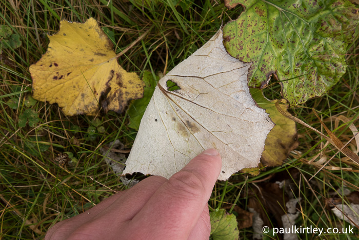 The underside of the coltsfoot leaf, however, still possesses it's distinctive white colouration and moleskin texture. Photo: Paul Kirtley