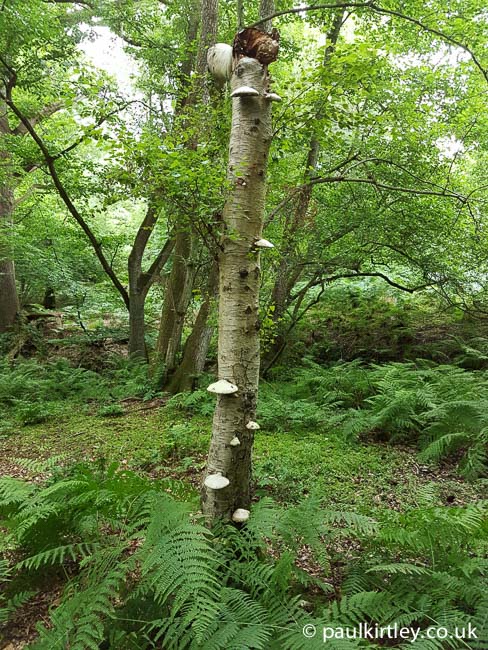 Birch polypore fungi on a birch