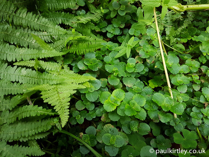 Opposite leaved golden saxifrage and ferns