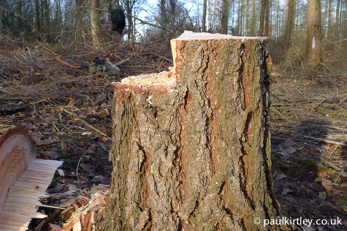 Step cut in tree stump