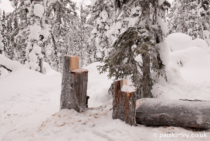 Tree stumps in snowy forest