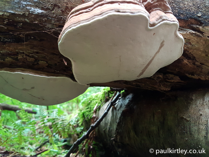 White underside of Ganoderma applanatum bracket fungus with brown score mark