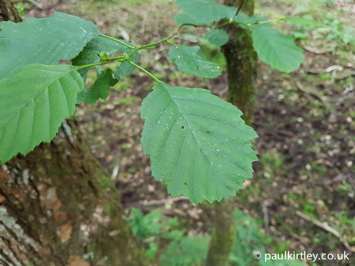 Round green racket shaped leaf of common alder