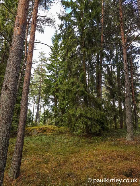 Swedish forest with pinus sylvestris and picea abies