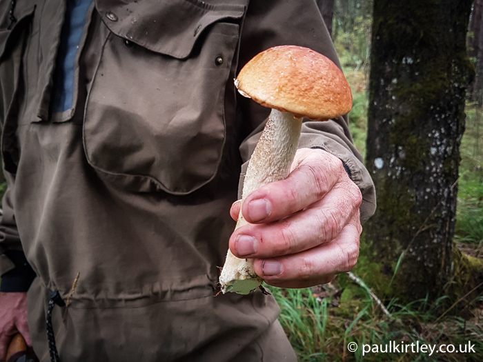 Orange capped mushroom being held by hand