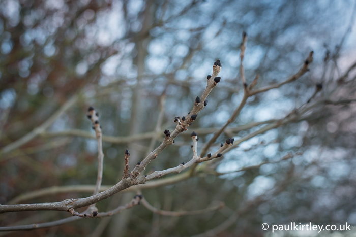 common ash buds in winter