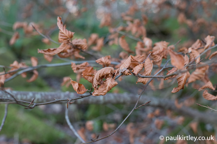 beech leaves on tree in winter