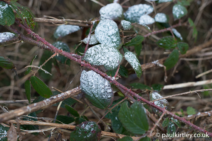 Frosty bramble leaves