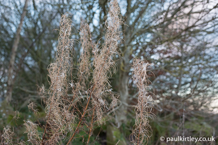 Stems of rosebay willowherb with seeds
