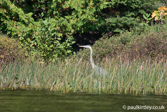 Large heron in sunlight in reeds