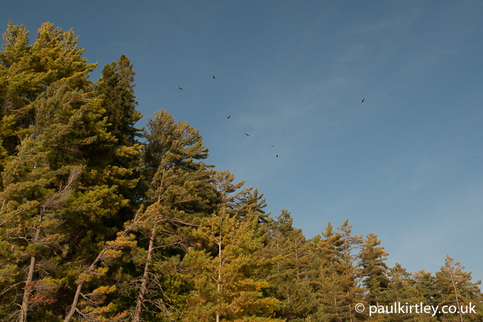 Turkey vultures flying over tree tops