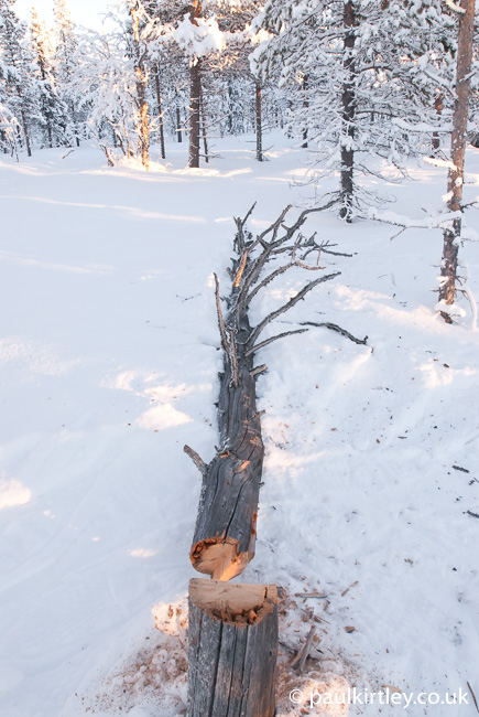 Felled dead pine on snow