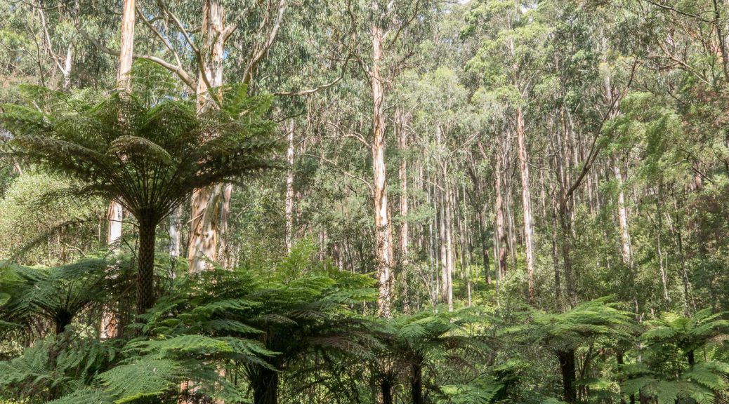Tree ferns and mountain ash in the Dandenong Ranges, Victoria, Australia