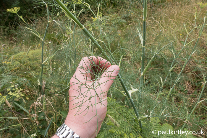Leaves of wild fennel. 