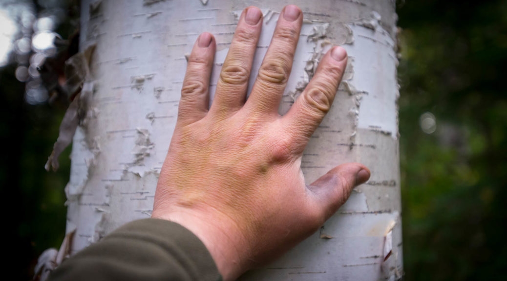 Human hand on birch tree