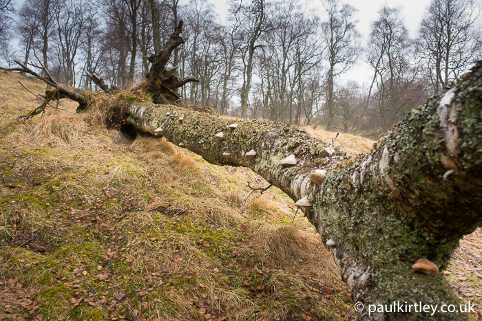 Fallen birch tree with many horse hoof fungus bracket fungi along its length