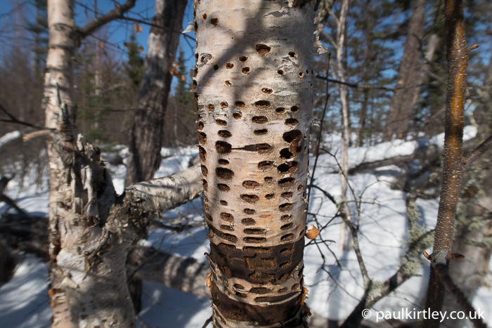 Geometric array of sapsucker holes in dead birch against a snowy sunlit landscape background