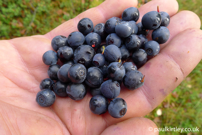 Blaeberries in a hand