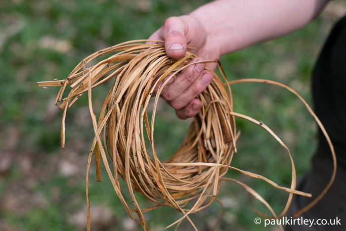 Willow bark for cordage