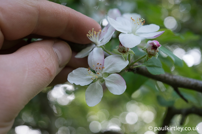 Apple blossom and hand for scale