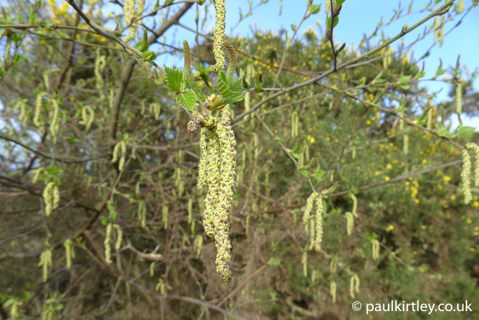 catkins of silver birch, Betula pendula, with emerging leaves against a blue sky