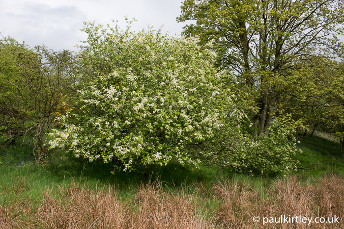Bush with white flower racemes in the north east of england in May