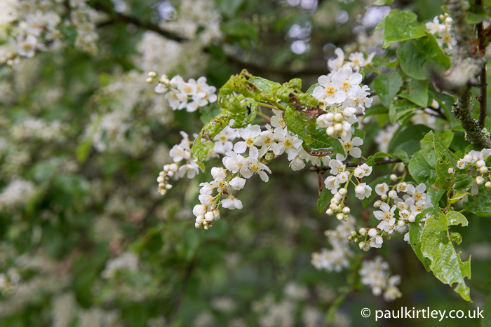 Racemes of Prunus padus, bird cherry