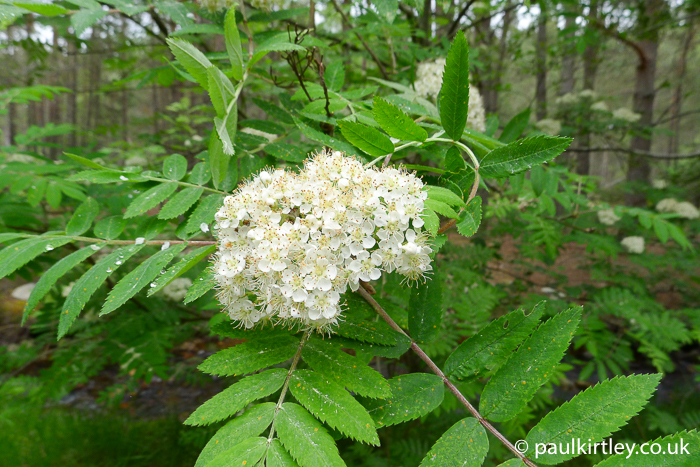 fizzy, creamy white blossom against green leaves