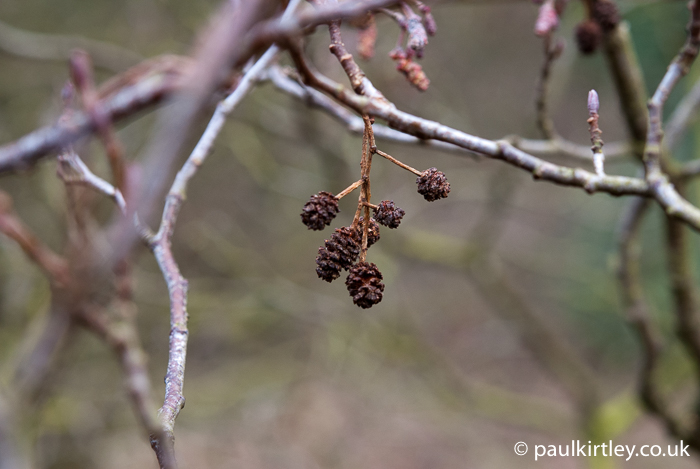 little woody corky brown-black cones of common alder, Alnus glutinosa