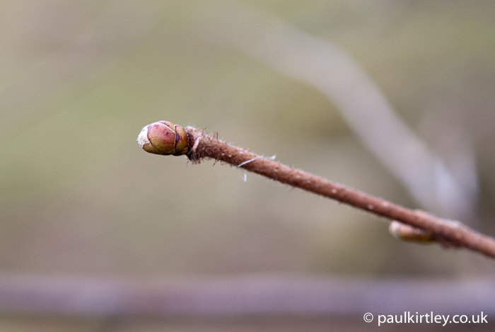 common hazel hairy twig and fat green-red bud