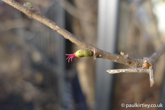 Corylus avellana - green bud with weird pink bits sticking out like tentacles