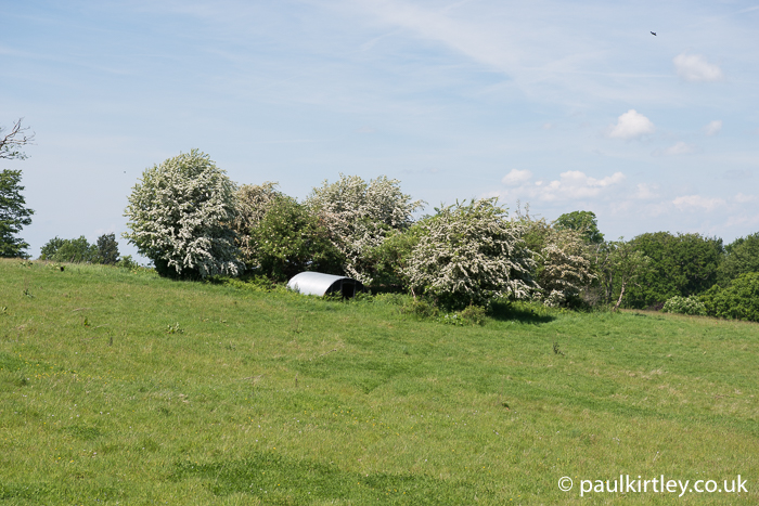 Green bushes with white flowers across a field