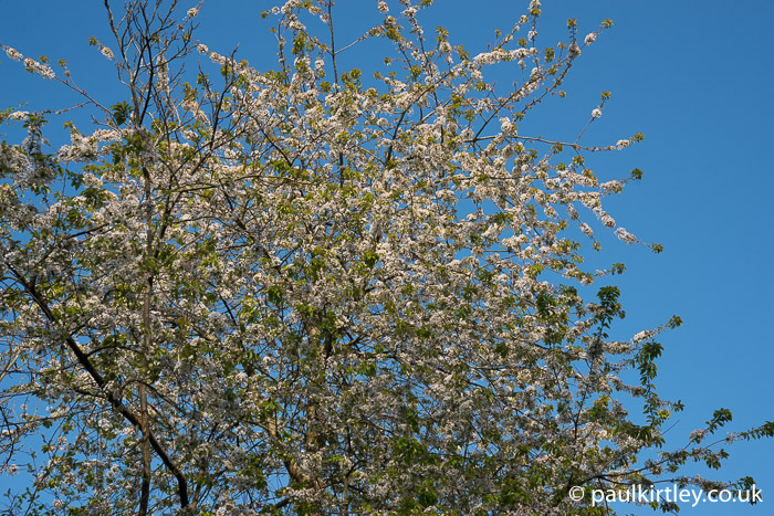 Wild cherry, Prunus avium, leaves and blossom coming out at the same time