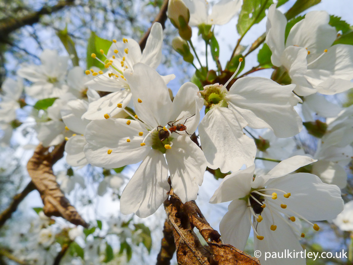 Wild cherry flowers and ant