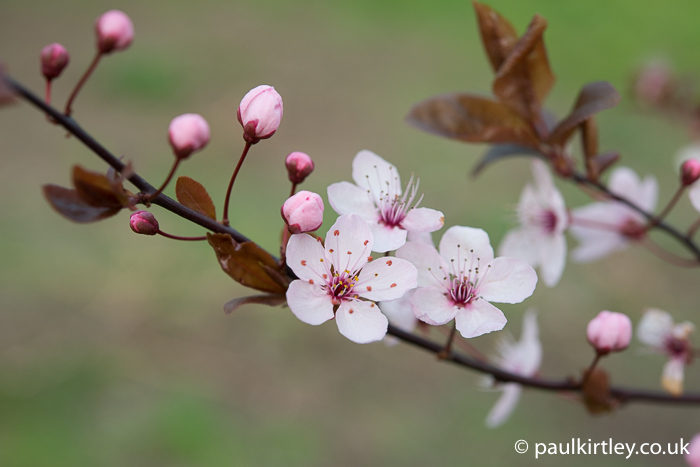 Blossom and early leaves of Prunus cerasifera Pissardii