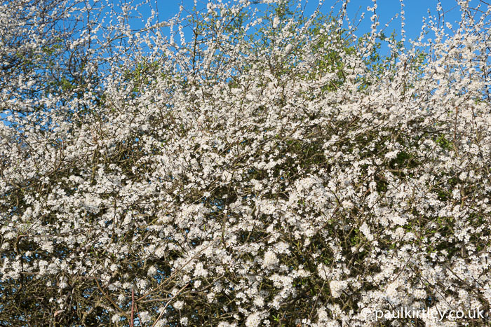 Prunus spinosa, blackthorn flowers