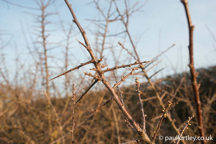 Blackthorn shoots with spines and swelling flower buds