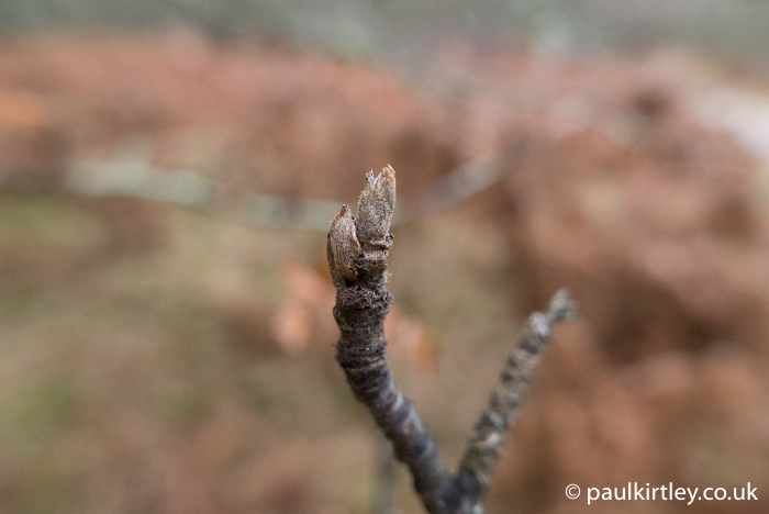 furry grey bud on the end of a twig