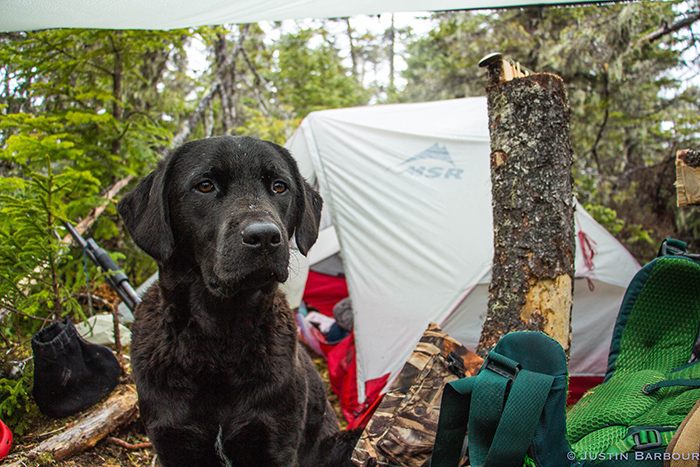 Black dog stands in front of wilderness camp